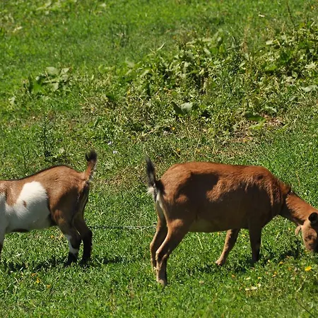 Agriturismo Yes Boss Farm stay Morcone